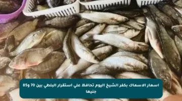 أسعار الأسماك بكفر الشيخ اليوم تحافظ على استقرار البلطي بين 70 و85 جنيها